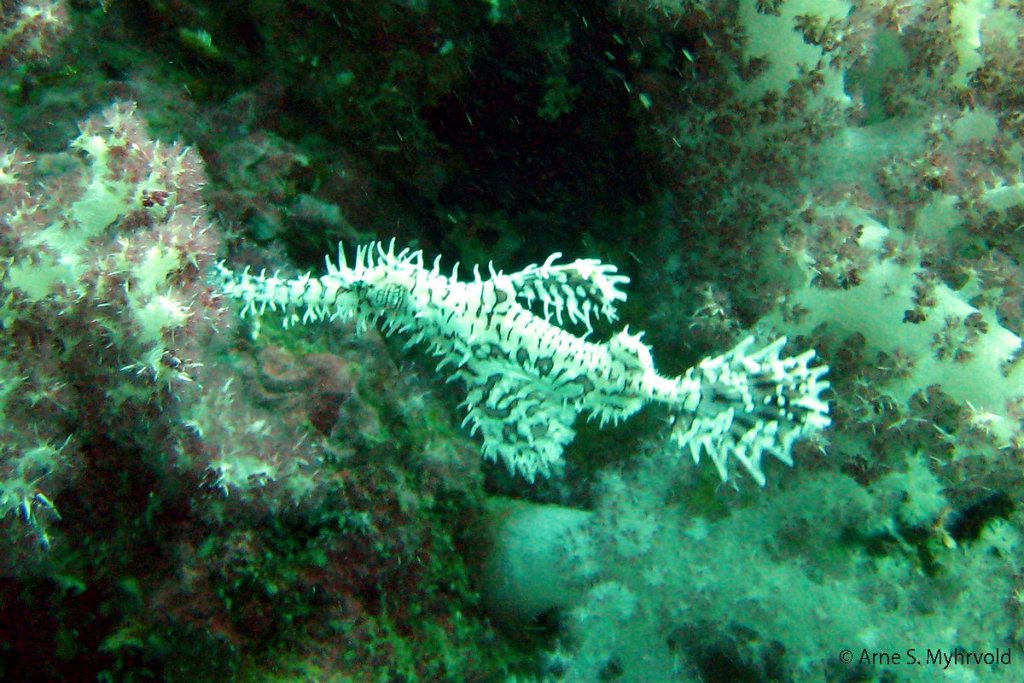 2007 - Anemone Reef(13).jpg